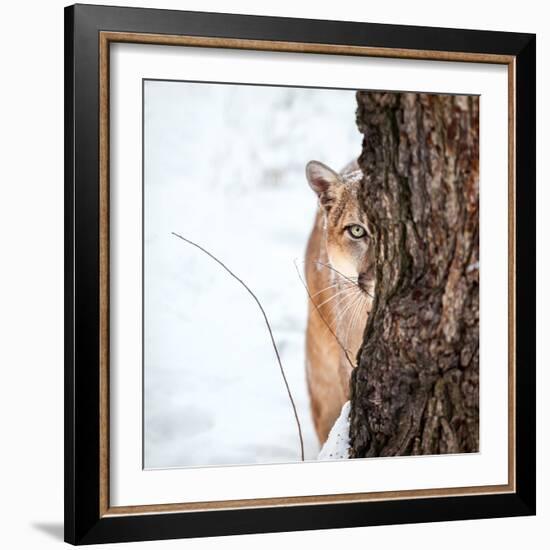 Portrait of a Cougar, Mountain Lion, Puma, Striking Pose, Winter Scene in the Woods-Baranov E-Framed Photographic Print