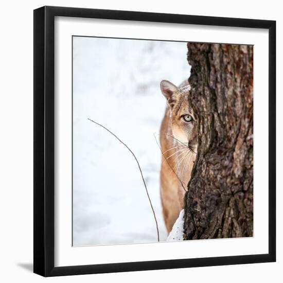 Portrait of a Cougar, Mountain Lion, Puma, Striking Pose, Winter Scene in the Woods-Baranov E-Framed Photographic Print