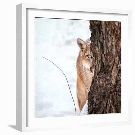 Portrait of a Cougar, Mountain Lion, Puma, Striking Pose, Winter Scene in the Woods-Baranov E-Framed Photographic Print
