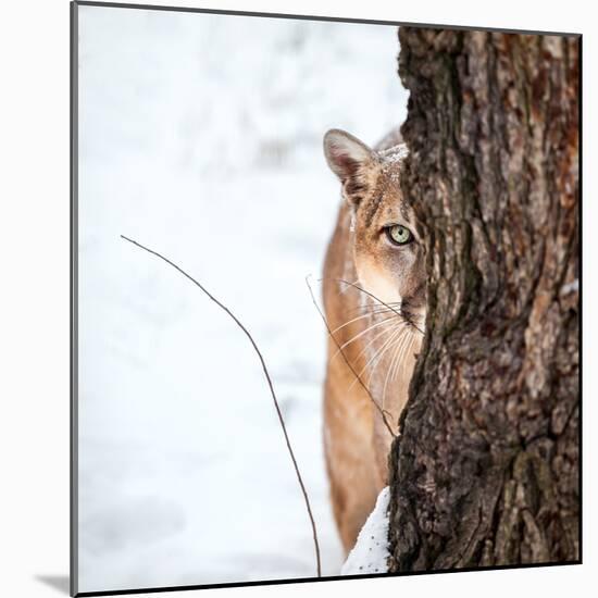 Portrait of a Cougar, Mountain Lion, Puma, Striking Pose, Winter Scene in the Woods-Baranov E-Mounted Photographic Print