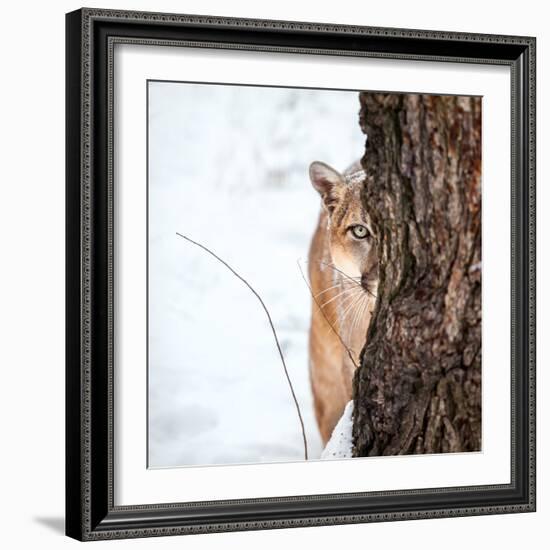 Portrait of a Cougar, Mountain Lion, Puma, Striking Pose, Winter Scene in the Woods-Baranov E-Framed Photographic Print