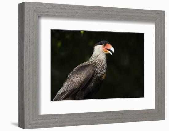 Portrait of a crested caracara, Polyborus plancus, Pantanal, Mato Grosso, Brazil, South America-Sergio Pitamitz-Framed Photographic Print