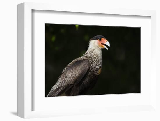 Portrait of a crested caracara, Polyborus plancus, Pantanal, Mato Grosso, Brazil, South America-Sergio Pitamitz-Framed Photographic Print