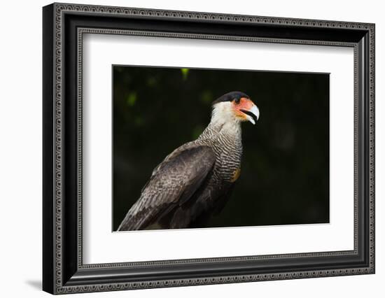 Portrait of a crested caracara, Polyborus plancus, Pantanal, Mato Grosso, Brazil, South America-Sergio Pitamitz-Framed Photographic Print