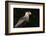 Portrait of a crested caracara, Polyborus plancus, Pantanal, Mato Grosso, Brazil, South America-Sergio Pitamitz-Framed Photographic Print