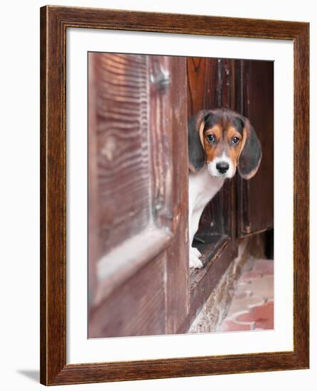 Portrait Of A Cute Beagle Puppy Sitting On Doorstep-jaycriss-Framed Photographic Print