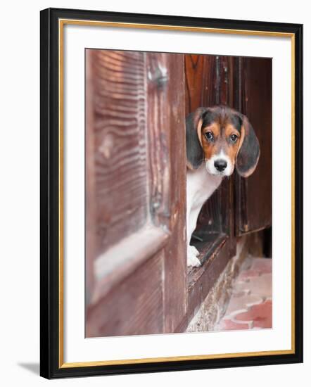 Portrait Of A Cute Beagle Puppy Sitting On Doorstep-jaycriss-Framed Photographic Print