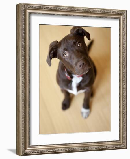 Portrait of a Cute Dog Looking at the Camera with it's Head Cocked to the Side.-Karine Aigner-Framed Photographic Print