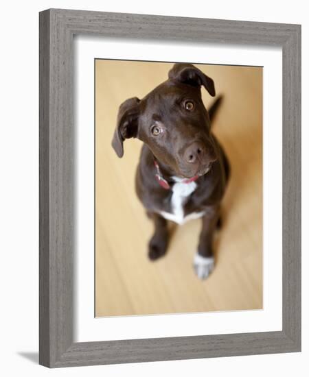 Portrait of a Cute Dog Looking at the Camera with it's Head Cocked to the Side.-Karine Aigner-Framed Photographic Print