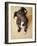 Portrait of a Cute Dog Looking at the Camera with it's Head Cocked to the Side.-Karine Aigner-Framed Photographic Print