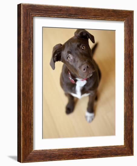 Portrait of a Cute Dog Looking at the Camera with it's Head Cocked to the Side.-Karine Aigner-Framed Photographic Print