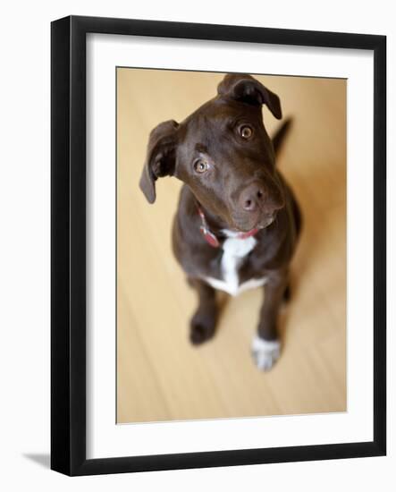 Portrait of a Cute Dog Looking at the Camera with it's Head Cocked to the Side.-Karine Aigner-Framed Photographic Print