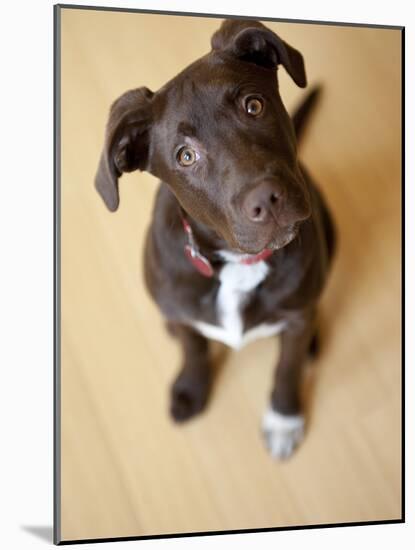 Portrait of a Cute Dog Looking at the Camera with it's Head Cocked to the Side.-Karine Aigner-Mounted Photographic Print