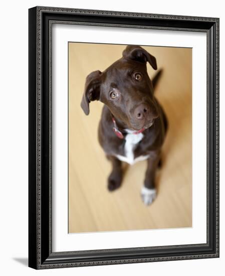 Portrait of a Cute Dog Looking at the Camera with it's Head Cocked to the Side.-Karine Aigner-Framed Photographic Print