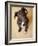 Portrait of a Cute Dog Looking at the Camera with it's Head Cocked to the Side.-Karine Aigner-Framed Photographic Print