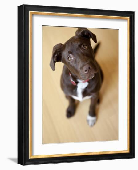 Portrait of a Cute Dog Looking at the Camera with it's Head Cocked to the Side.-Karine Aigner-Framed Photographic Print