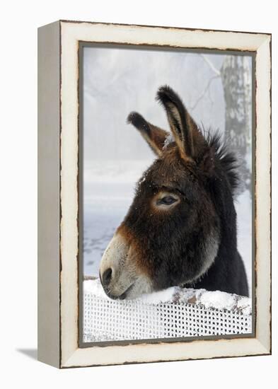 Portrait of a Donkey on Snow-Covered Belt-Harald Lange-Framed Premier Image Canvas