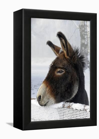 Portrait of a Donkey on Snow-Covered Belt-Harald Lange-Framed Premier Image Canvas