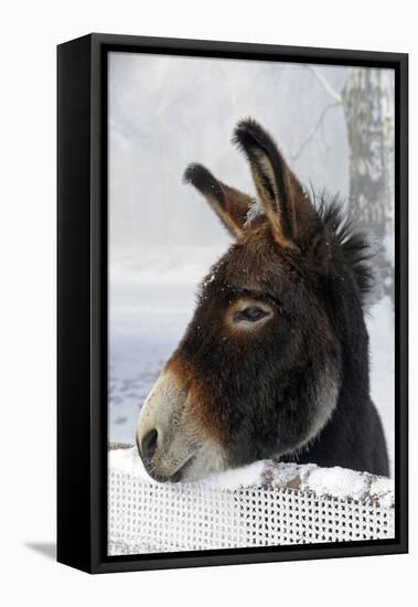 Portrait of a Donkey on Snow-Covered Belt-Harald Lange-Framed Premier Image Canvas