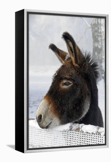 Portrait of a Donkey on Snow-Covered Belt-Harald Lange-Framed Premier Image Canvas