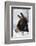 Portrait of a Donkey on Snow-Covered Belt-Harald Lange-Framed Photographic Print