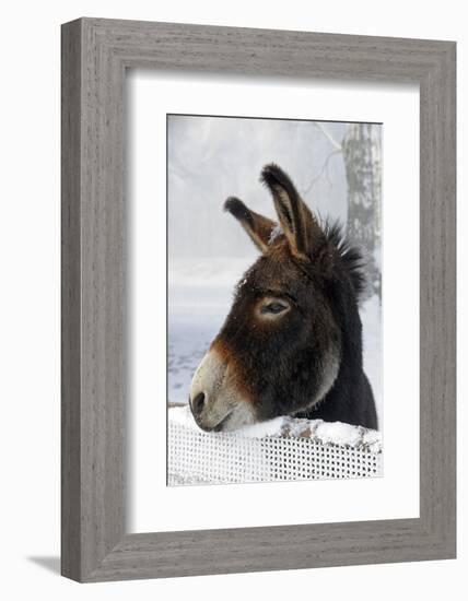 Portrait of a Donkey on Snow-Covered Belt-Harald Lange-Framed Photographic Print