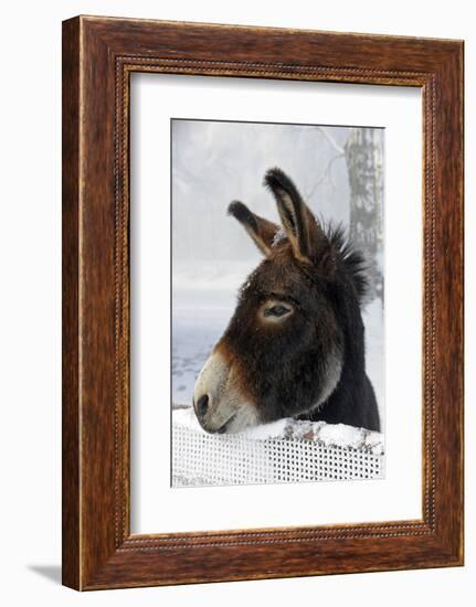 Portrait of a Donkey on Snow-Covered Belt-Harald Lange-Framed Photographic Print