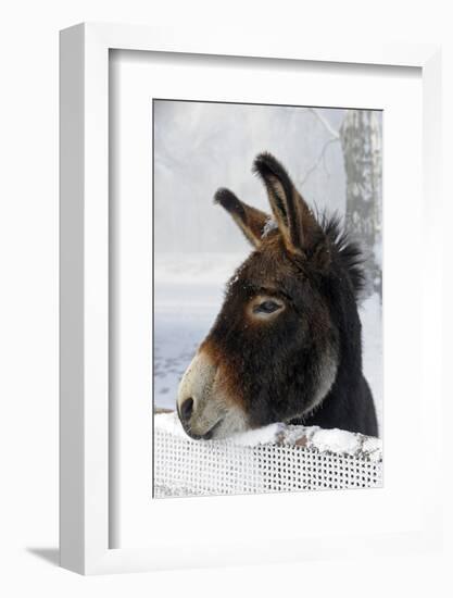 Portrait of a Donkey on Snow-Covered Belt-Harald Lange-Framed Photographic Print