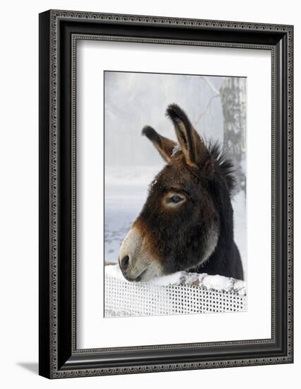 Portrait of a Donkey on Snow-Covered Belt-Harald Lange-Framed Photographic Print