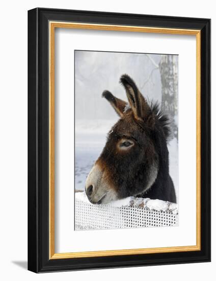 Portrait of a Donkey on Snow-Covered Belt-Harald Lange-Framed Photographic Print