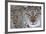 Portrait Of A European Lynx (Lynx Lynx), Captive, Norway, February-Edwin Giesbers-Framed Photographic Print