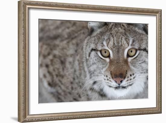 Portrait Of A European Lynx (Lynx Lynx), Captive, Norway, February-Edwin Giesbers-Framed Photographic Print