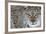 Portrait Of A European Lynx (Lynx Lynx), Captive, Norway, February-Edwin Giesbers-Framed Photographic Print