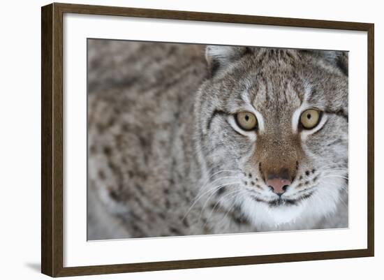 Portrait Of A European Lynx (Lynx Lynx), Captive, Norway, February-Edwin Giesbers-Framed Photographic Print