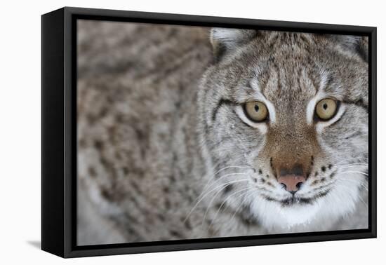 Portrait Of A European Lynx (Lynx Lynx), Captive, Norway, February-Edwin Giesbers-Framed Premier Image Canvas