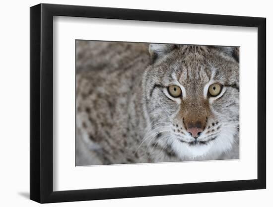 Portrait Of A European Lynx (Lynx Lynx), Captive, Norway, February-Edwin Giesbers-Framed Photographic Print