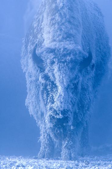 Portrait of a Female Buffalo or Bison with Frozen Snow on its Coat'  Photographic Print - Tom Murphy | Art.com
