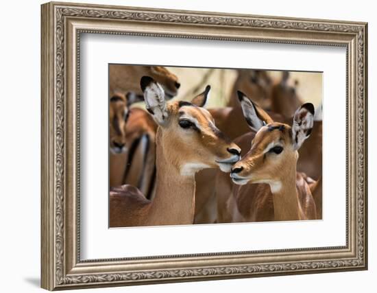 Portrait of a female impala and a young mal, Aepyceros melampus.-Sergio Pitamitz-Framed Photographic Print