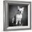 Portrait of a French Bulldog-Panoramic Images-Framed Photographic Print