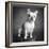 Portrait of a French Bulldog-Panoramic Images-Framed Photographic Print