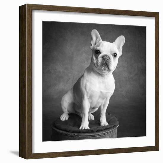 Portrait of a French Bulldog-Panoramic Images-Framed Photographic Print