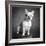 Portrait of a French Bulldog-Panoramic Images-Framed Photographic Print