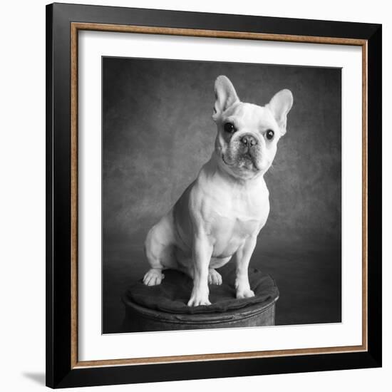 Portrait of a French Bulldog-Panoramic Images-Framed Photographic Print