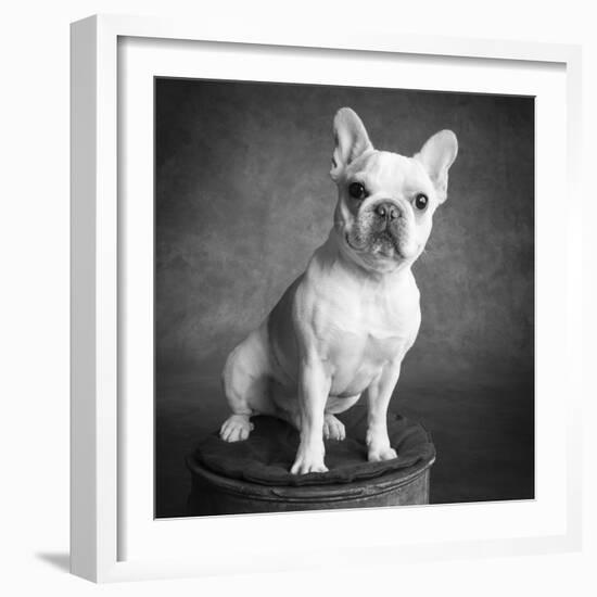 Portrait of a French Bulldog-Panoramic Images-Framed Photographic Print