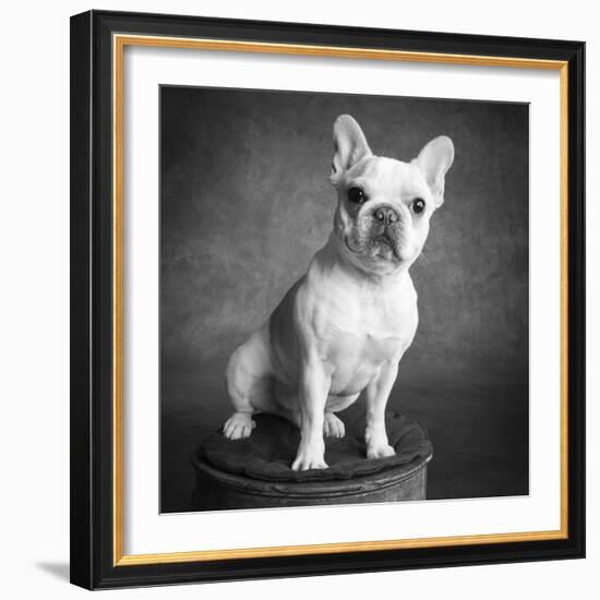 Portrait of a French Bulldog-Panoramic Images-Framed Photographic Print