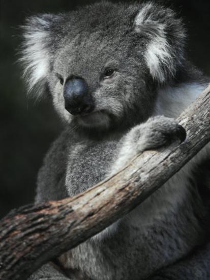 Portrait Of A Furry Cute Koala With Huge Ears Sitting In A Tree