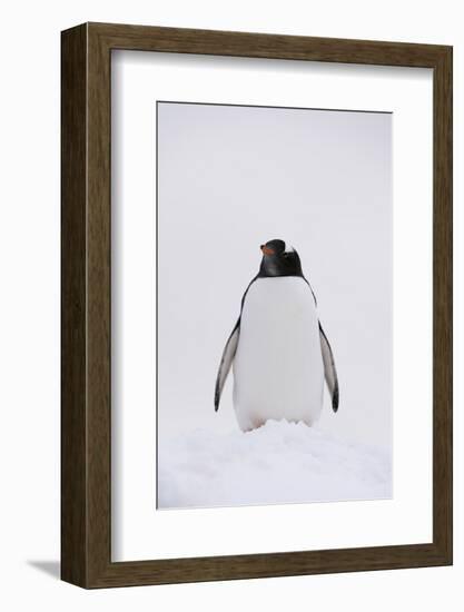Portrait of a gentoo penguin (Pygoscelis papua), Petermann Island, Antarctica, Polar Regions-Sergio Pitamitz-Framed Photographic Print