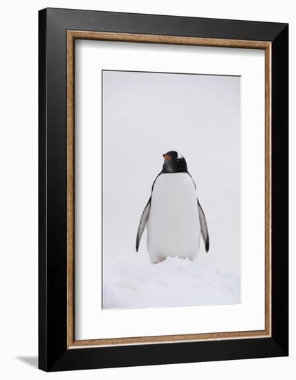 Portrait of a gentoo penguin (Pygoscelis papua), Petermann Island, Antarctica, Polar Regions-Sergio Pitamitz-Framed Photographic Print