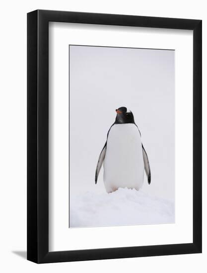 Portrait of a gentoo penguin (Pygoscelis papua), Petermann Island, Antarctica, Polar Regions-Sergio Pitamitz-Framed Photographic Print