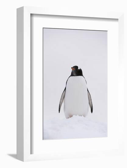 Portrait of a gentoo penguin (Pygoscelis papua), Petermann Island, Antarctica, Polar Regions-Sergio Pitamitz-Framed Photographic Print